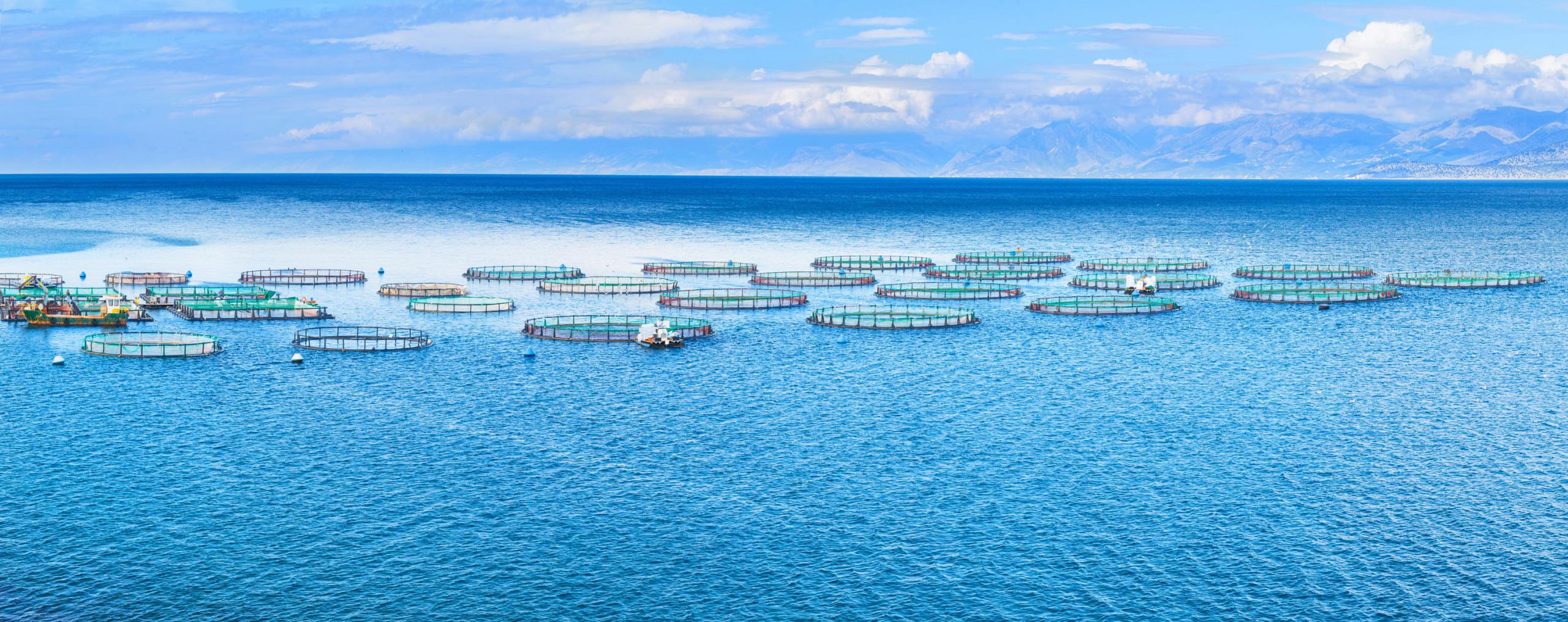 The impact of digital technology in aquaculture industry